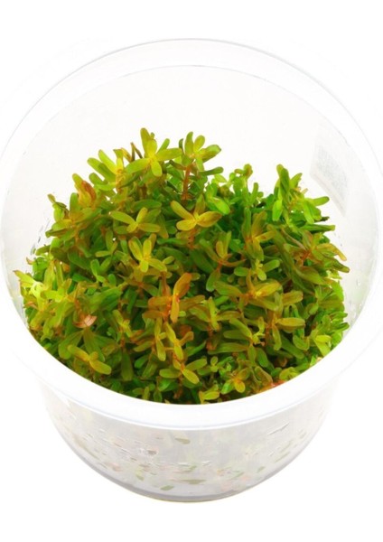 Rotala Vietnam H'ra Red In Vitro Cup Canlı Bitki 200 cc