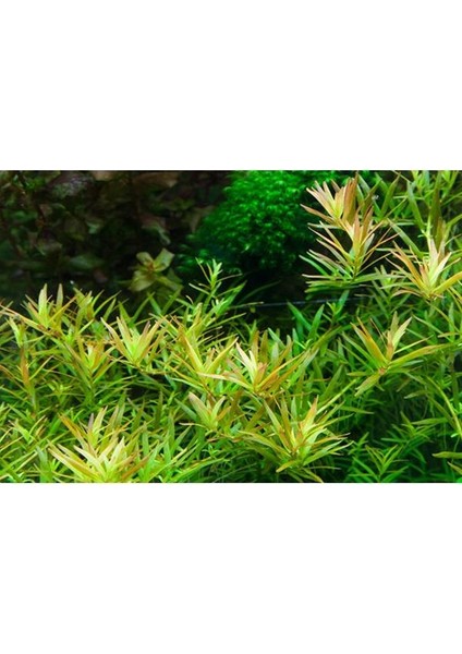 Rotala Vietnam H'ra Red In Vitro Cup Canlı Bitki 200 cc