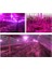 1 Watt Power LED Grow (Full Spectrum) 2