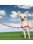 Harness Köpek Göğüs Tasması Small 2