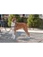 ™ Harness - Extra Large Siyah Köpek Tasması 2