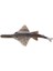 Gerçekçi Deniz Yaratığı Sawfish Model Action Figure Dekoratif Koleksiyon (Yurt Dışından) 1