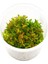 Rotala Vietnam H'ra Red In Vitro Cup Canlı Bitki 200 cc 1