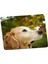 Panorama Ajans Golden Köpek Tatlı Kelebek Mouse Pad 1