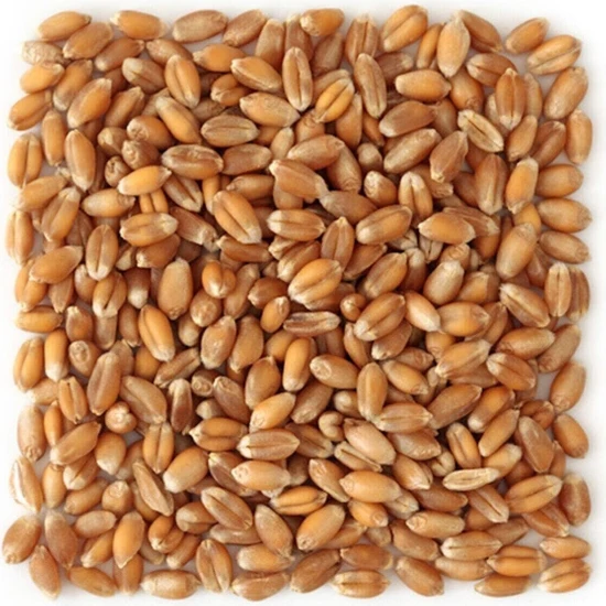 Şenapa Gıda Yemlik Buğday Kanatlı Yemi 25 kg