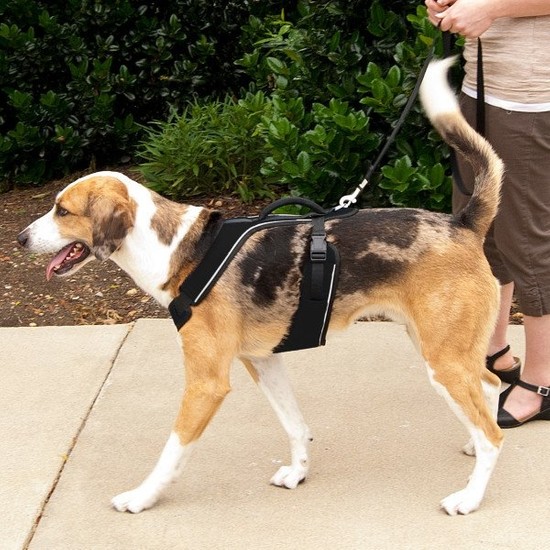 Easy Sport™ Harness Large Siyah Köpek Tasması Fiyatı