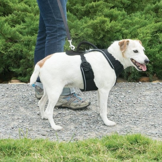 Easy Sport™ Harness Large Siyah Köpek Tasması Fiyatı