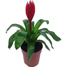 Bitki Fidanım Vresia Kırmızı Alev Kılıcı Çiçeği 20-30 cm