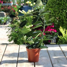 Renk Sepeti Stephanotis Floribunda - Madagaskar Yasemini