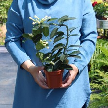 Renk Sepeti Stephanotis Floribunda - Madagaskar Yasemini