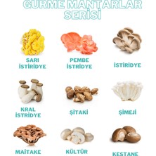 Evde Mantar Steril Yulaf / Hububat 1 kg - Mantar Miseli Üretmek Için - Mantar Tohumu Ekimi Için