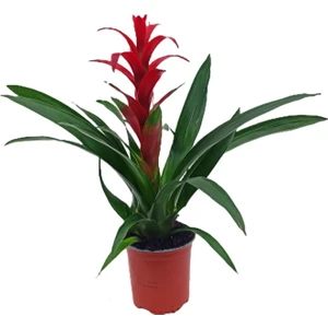 Bitki Fidanım Guzmania Guzmanya Yıldız Çiçeği 40-50 cm