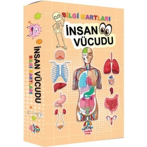 Bilgi Kartları - Insan Vücudu