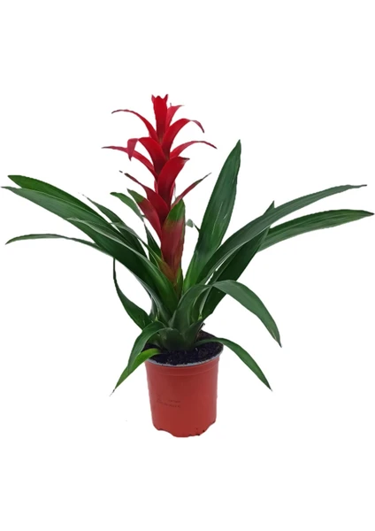 Bitki Fidanım Guzmania Guzmanya Yıldız Çiçeği 40-50 cm