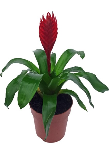 Vresia Kırmızı Alev Kılıcı Çiçeği 20-30 cm