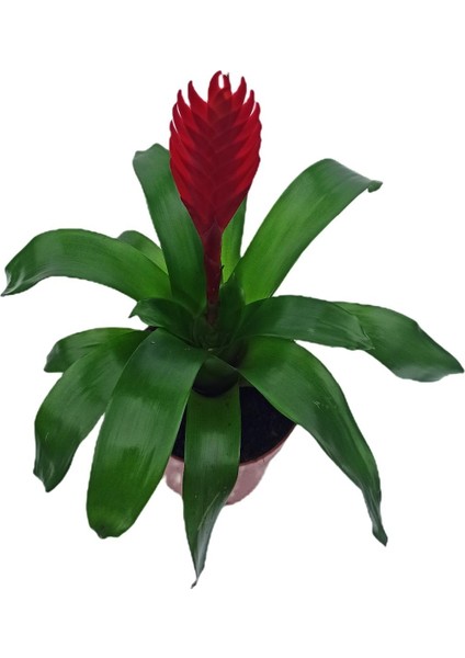Vresia Kırmızı Alev Kılıcı Çiçeği 20-30 cm modelleri