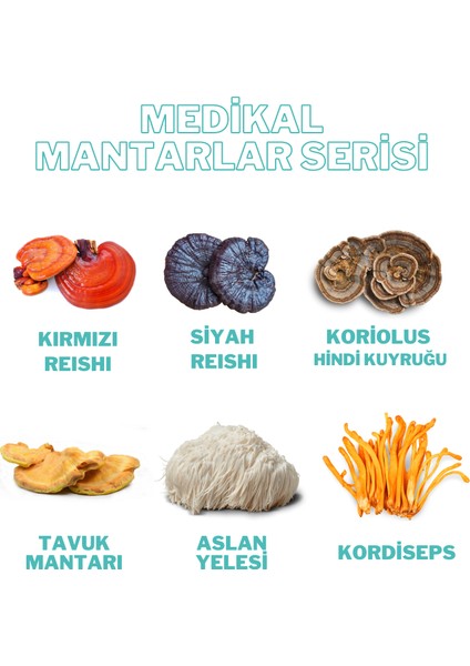 Steril Yulaf / Hububat 1 kg - Mantar Miseli Üretmek Için - Mantar Tohumu Ekimi Için