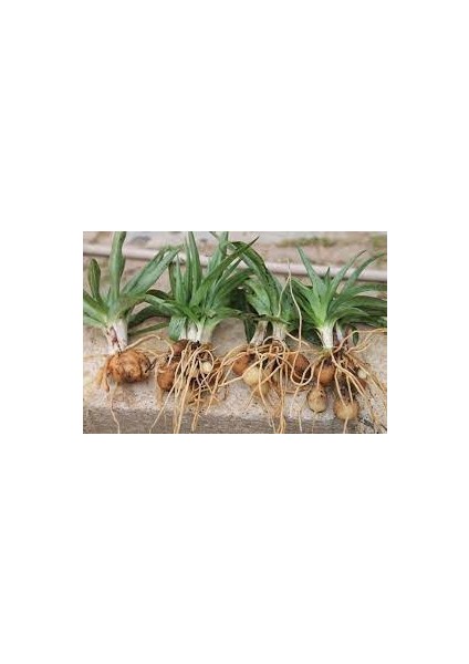 Aktarım Salep Fidesi 100 Adet fiyatları