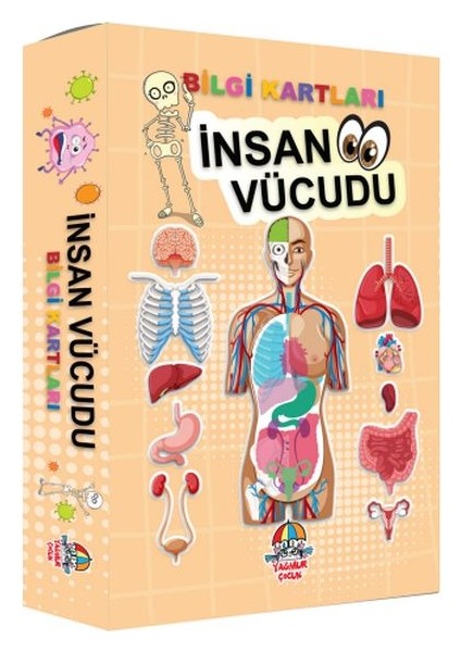 Bilgi Kartları - Insan Vücudu