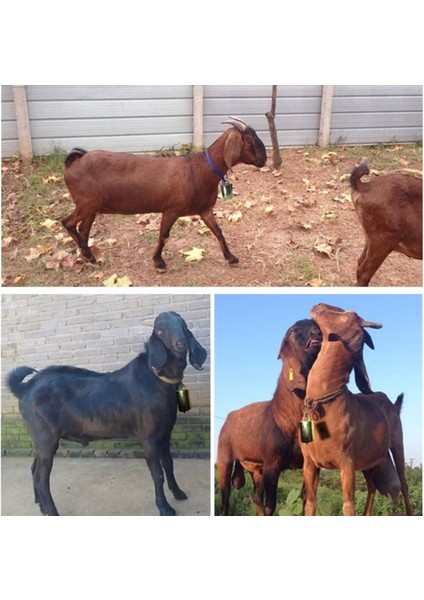 Bakır Demir Otlak Hayvanı Çanı - Bronz (Yurt Dışından) fırsatları