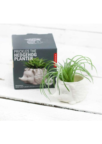 Prıckles The Hedgehog Planter Seramik Kirpi Saksı modelleri