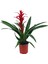 Bitki Fidanım Guzmania Guzmanya Yıldız Çiçeği 40-50 cm 1