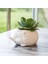 Prıckles The Hedgehog Planter Seramik Kirpi Saksı 1