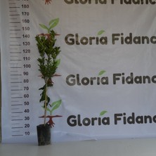 Gloria Fidancılık Tüplü Aşılı W.Murcott Mandalina Fidanı 2 Yaş(120-140 Cm)