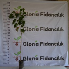 Gloria Fidancılık Tüplü  Aşılı Yediveren  Avustralya  (Iri) Dut Fidanı