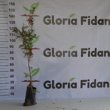 Gloria Fidancılık Tüplü Hicaz Nar Fidanı 100-130 Cm