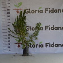 Gloria Fidancılık Tüplü Aşılı 3 Yaş Iri Beyaz Murt(Hambeles)