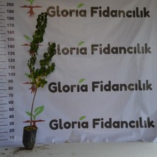 Gloria Fidancılık Tüplü Aşılı Şekerpare Kayısı Fidanı