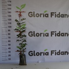 Gloria Fidancılık Tüplü Keçi Boynuzu (Harnup) Fidanı 80-110cm