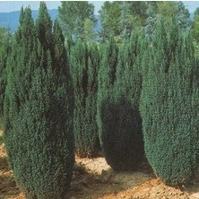 Gloria Fidancılık 2 Yaş Elvudi Çamı, Chamaecyparis Lawsoniana 70-100 Cm