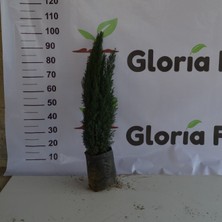 Gloria Fidancılık 2 Yaş Elvudi Çamı, Chamaecyparis Lawsoniana 70-100 Cm