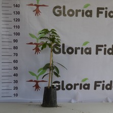 Gloria Fidancılık Aşılı Tüplü 2 Yaş Zutano Avokado Boy 80-110 Cm