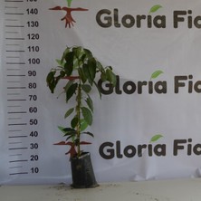 Gloria Fidancılık Aşılı Tüplü Fuerte Avokado 2 Yaş Boy 80-110 Cm