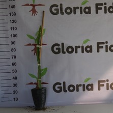 Gloria Fidancılık Tüplü 1 Yaş 80-110 Cm Kırmızı Pitaya Ejder Meyvesi