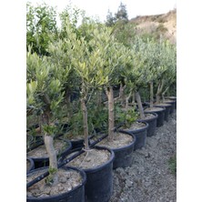Gloria Fidancılık Saksıda Yarı Bodur 7-10 Kutur Gemlik Zeytin Fidanı 4-5 Yaş 50-70 Cm Boy