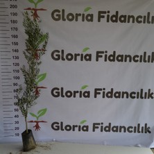 Gloria Fidancılık Tüplü 3 Yaş Gemlik Zeytin Fidanı