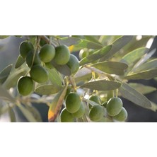 Gloria Fidancılık Tüplü 5-6 Yaş 8-14 Kutur Gemlik Zeytin Fidanı (Meyve Verme Durumunda)