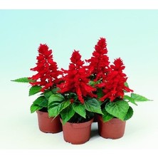 Arzuman Ateş Çiçeği - Salvia Splendes (30 Adet)