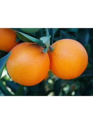 Gloria Fidancılık Tüplü Aşılı Şeker Portakalı Fidanı 2 Yaş(100-120 Cm)