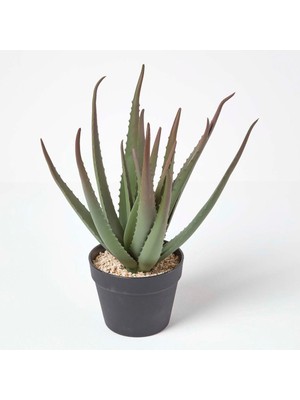 wie pflegt man eine aloe vera pflanze Tipps zur Pflege deiner Pflanze : Aloe Vera – PflanzenFuerAlle main image 1