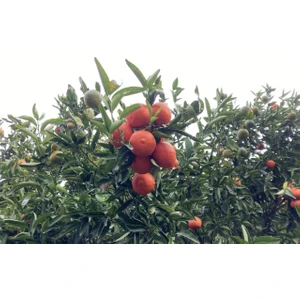 Gloria Fidancılık Tüplü Aşılı Kokulu King Mandalina Fidanı 2 Yaş (100-120 Cm)