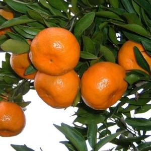 Gloria Fidancılık Tüplü Aşılı Miho Wase Mandalina Fidanı 2 Yaş(100-120 Cm)