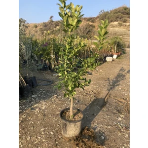 Gloria Fidancılık Bodur Yediveren Limon Fidanı ( 12 Litrelik Saksıda, Yaş 3 Boy 80-100 Cm)