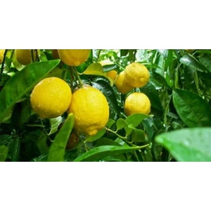 Gloria Fidancılık Tüplü Aşılı Kütdiken Limon Fidanı 2 Yaş (100-120 Cm)