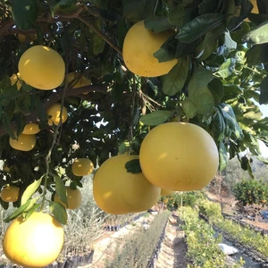 Gloria Fidancılık Ağaç Kavunu Tüplü Aşılı Içi Kırmızı Şadok Pomelo (A) Yaş 2 Boy 90-110 Cm