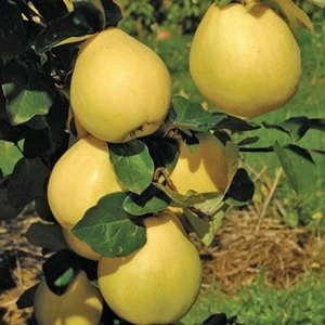 Gloria Fidancılık Tüplü Aşılı Limon Ayva Fidanı